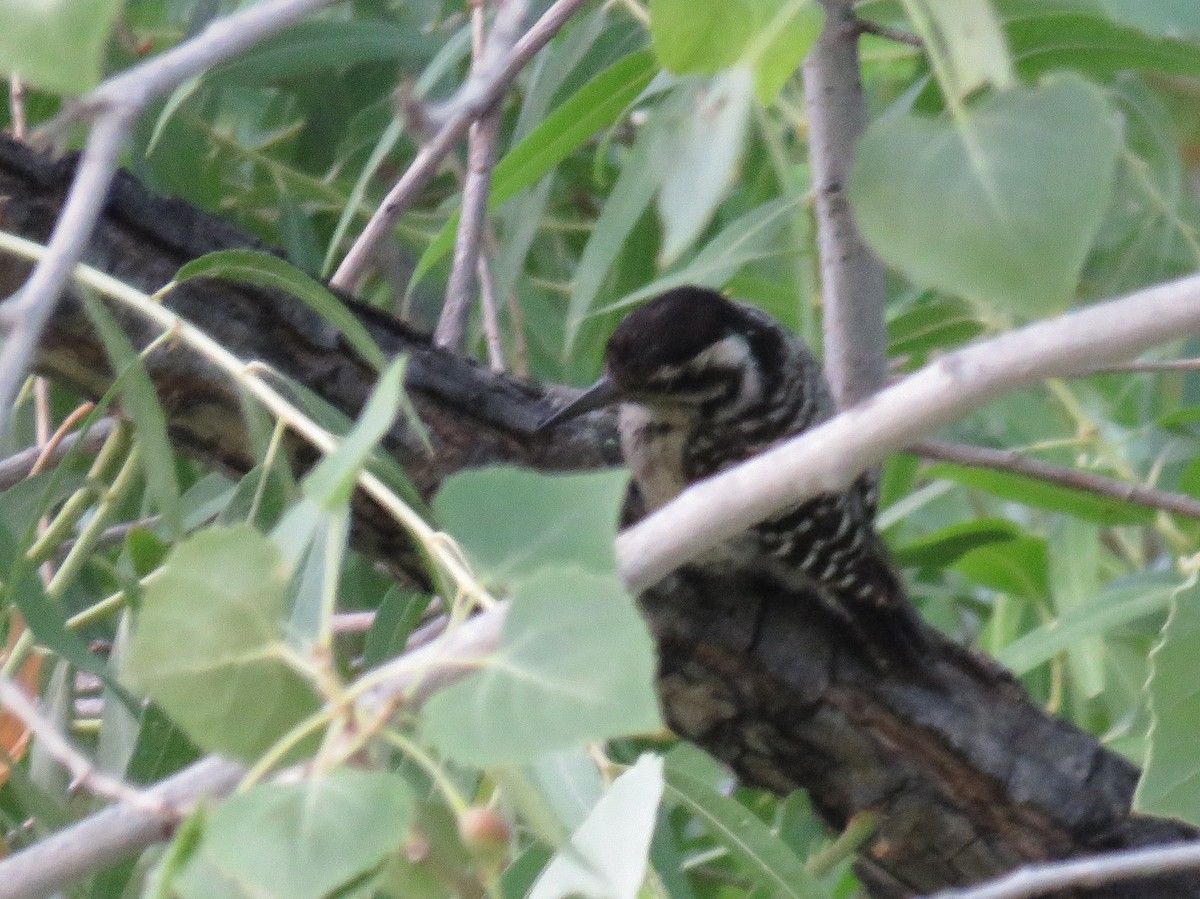 Ladder-backed Woodpecker - Ben Bright