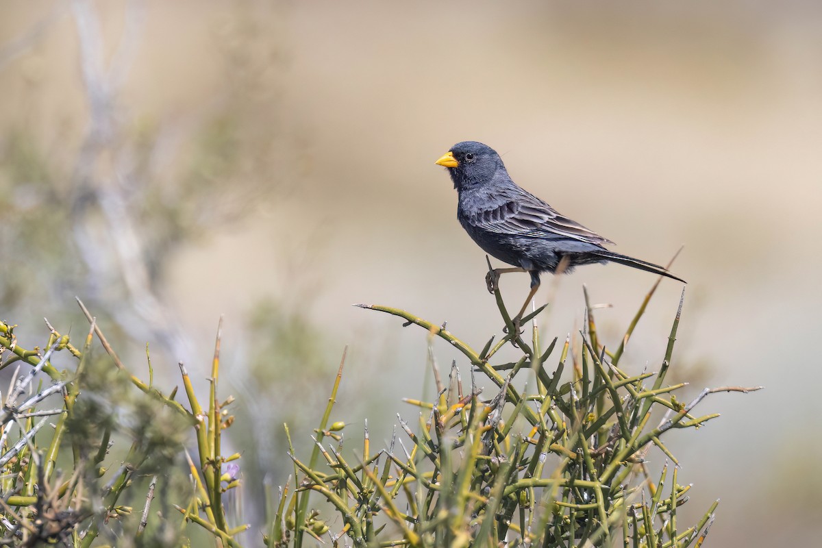 Carbonated Sierra Finch - ML627456371