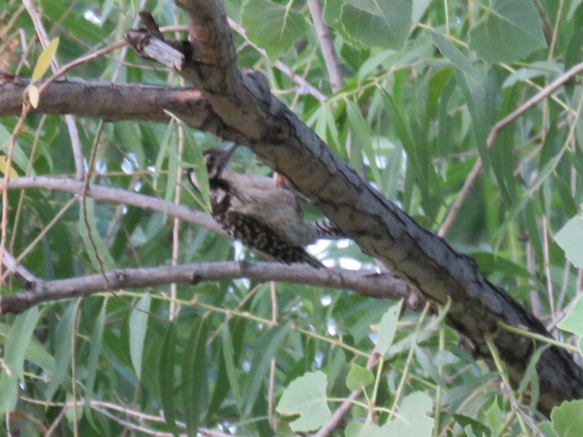 Ladder-backed Woodpecker - Ben Bright