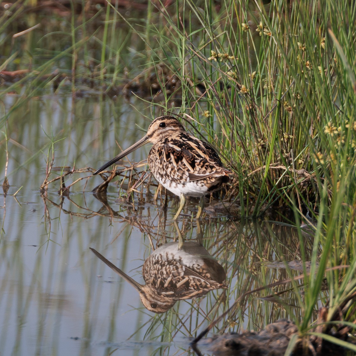 Common Snipe - ML627456434