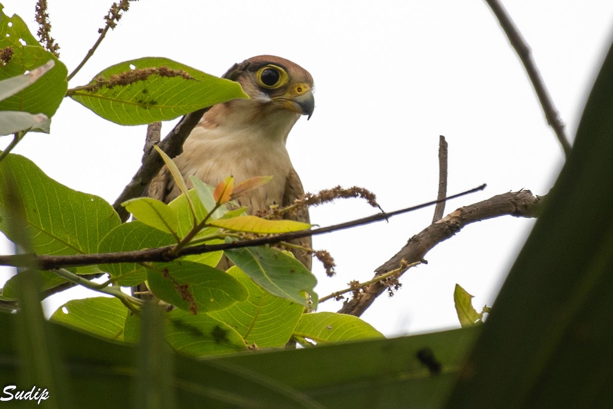 Red-necked Falcon - ML627456456