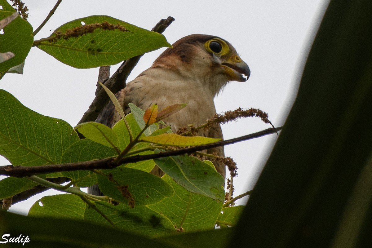 Red-necked Falcon - ML627456457