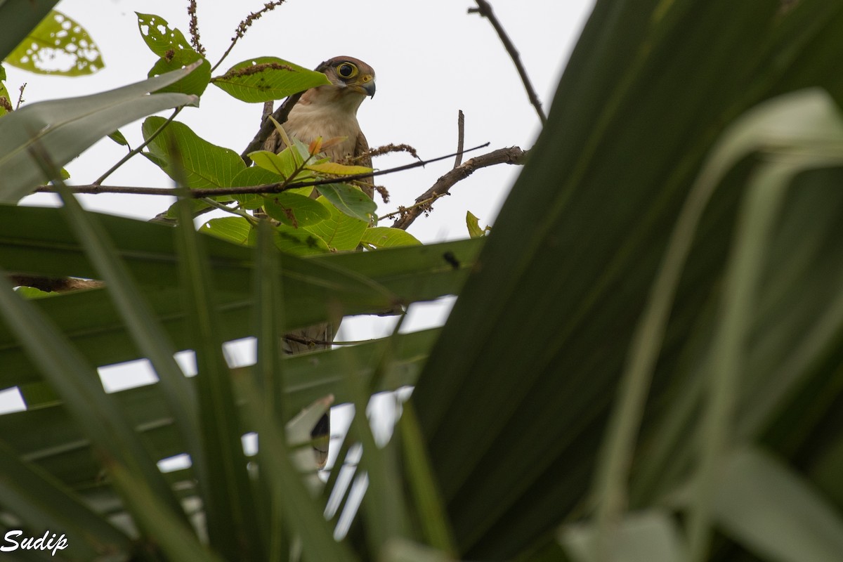 Red-necked Falcon - ML627456458