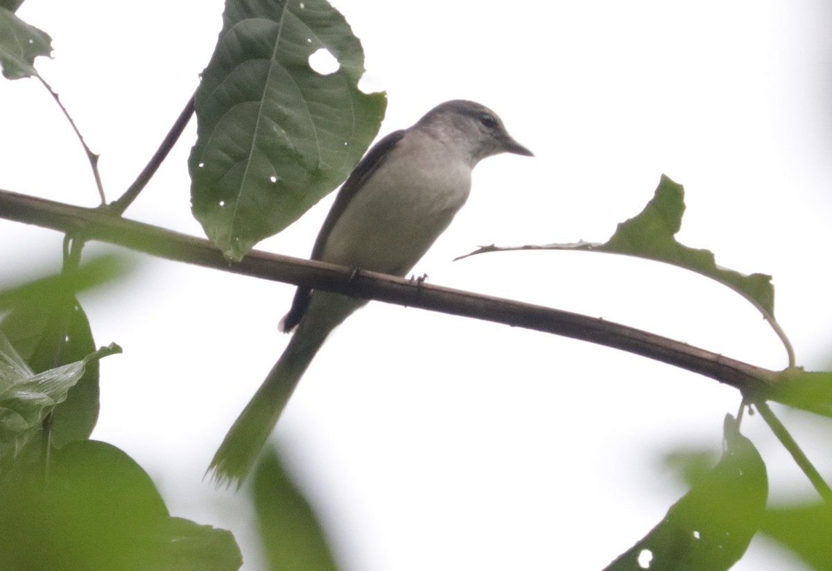 Brown-rumped Minivet - ML627456638