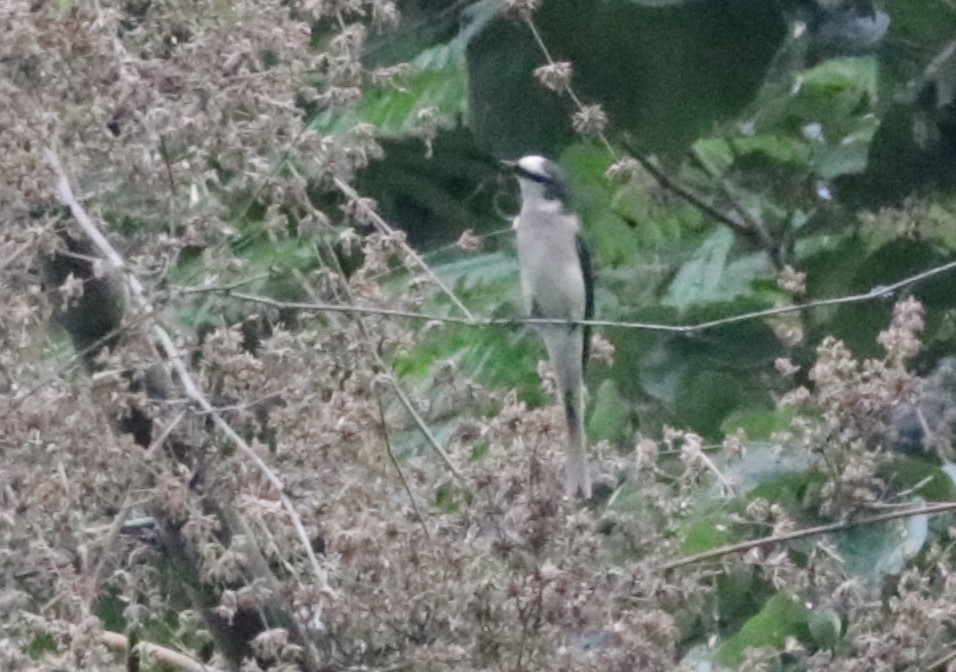 Brown-rumped Minivet - ML627456661