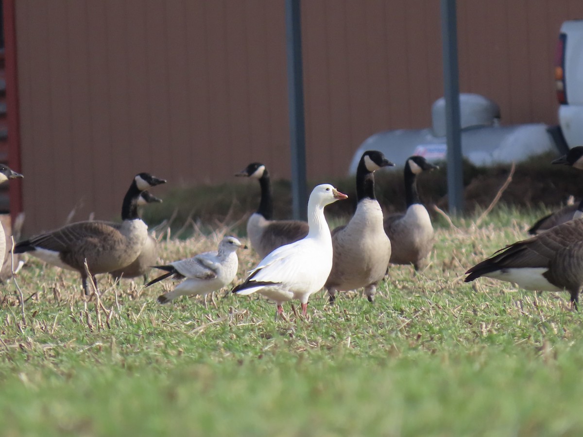 Ross's Goose - ML627456671