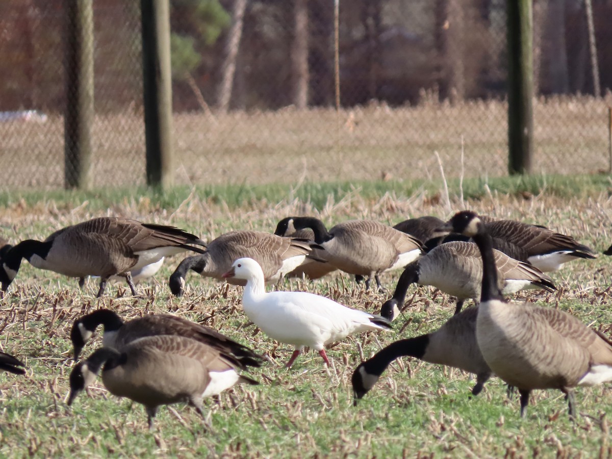 Ross's Goose - ML627456672