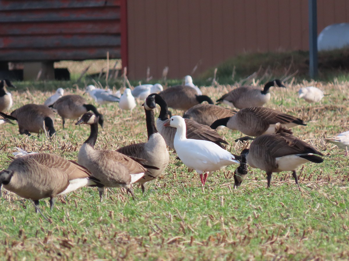 Ross's Goose - ML627456673