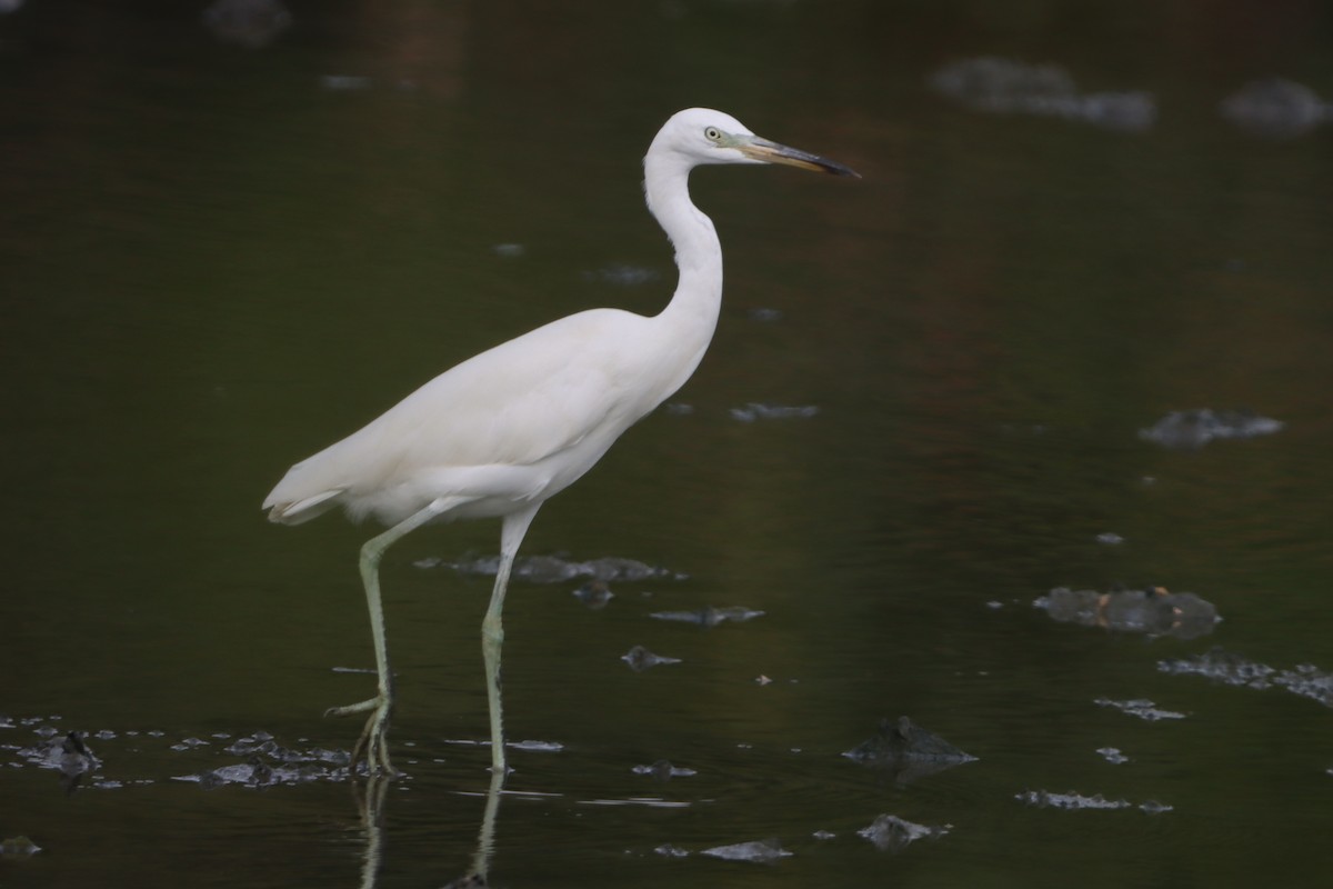 Chinese Egret - ML627456727