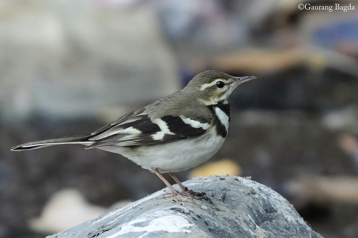 Bergeronnette de forêt - ML627456735