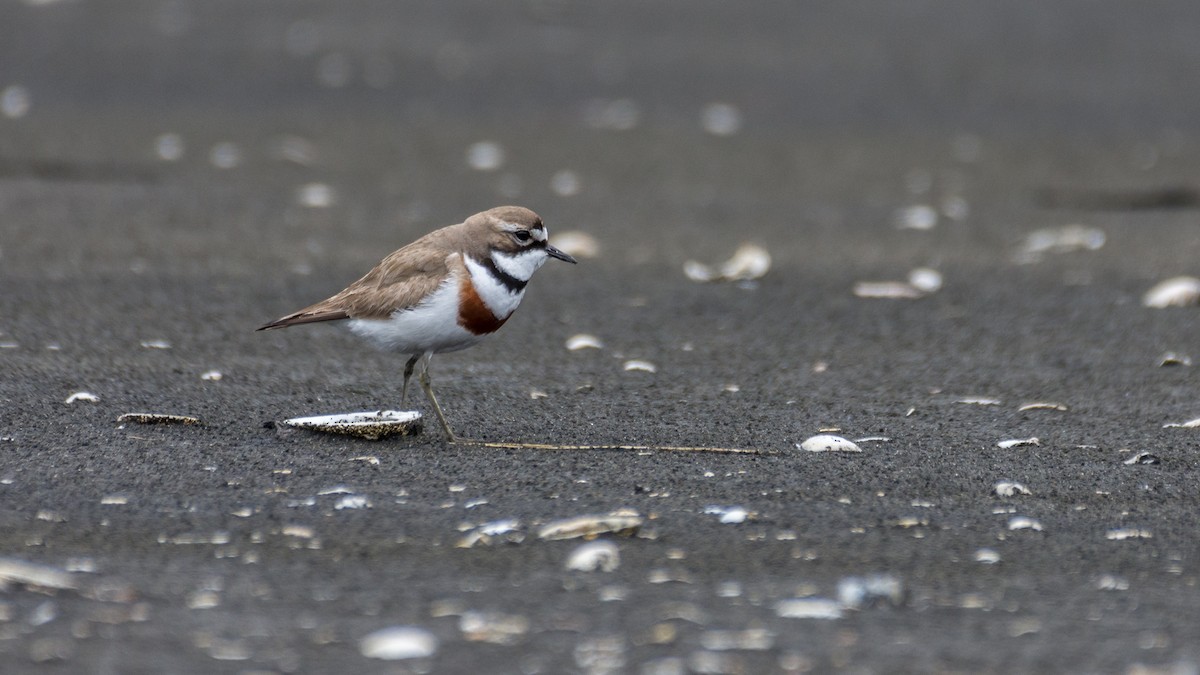 Double-banded Plover - ML627456858
