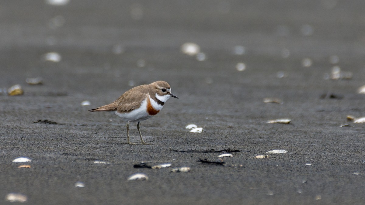 Double-banded Plover - ML627456860
