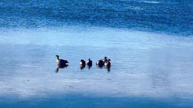 Maned Duck - ML627456888