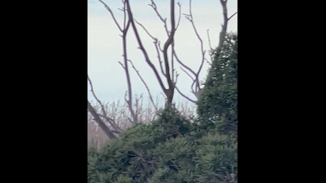 モリツバメ - ML627456907