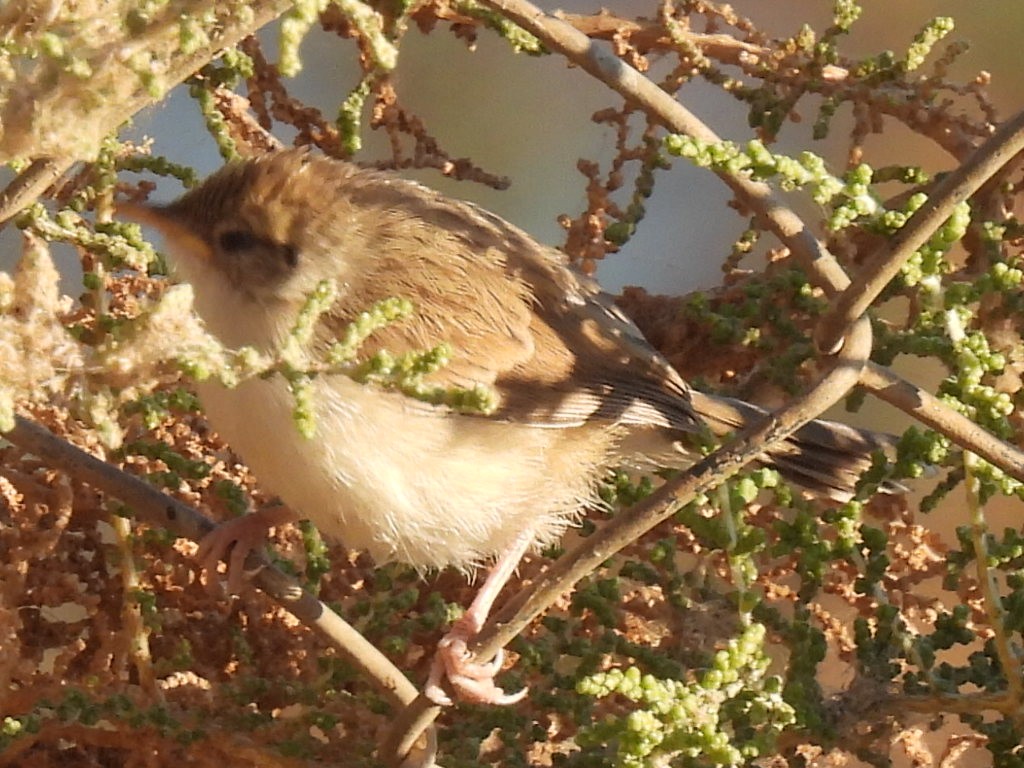 Graceful Prinia - ML627456971