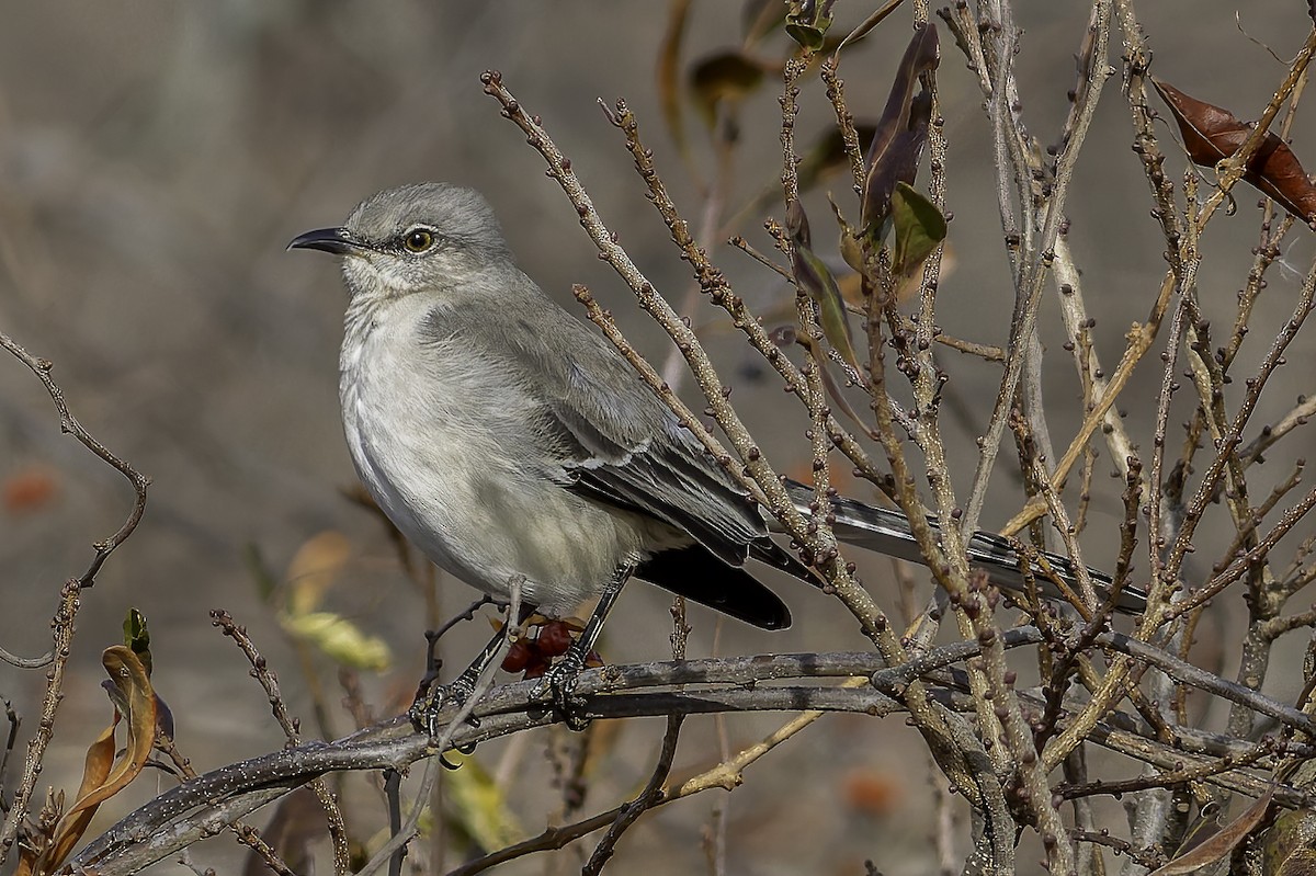 Northern Mockingbird - ML627456976