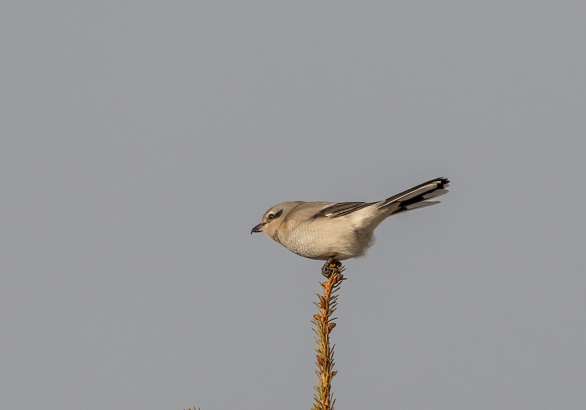 חנקן צפוני - ML627456977