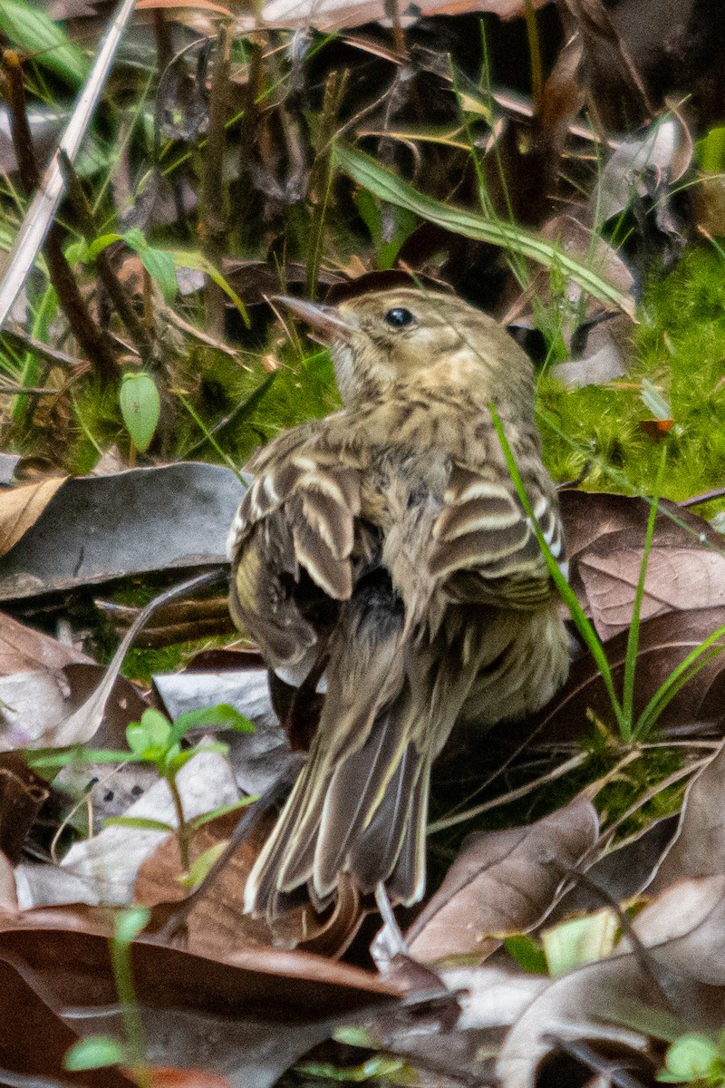 Tree Pipit - ML627456988