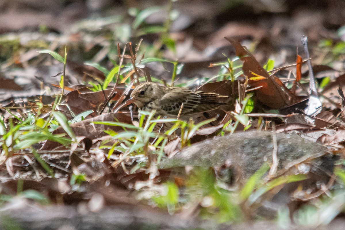 Tree Pipit - ML627456989