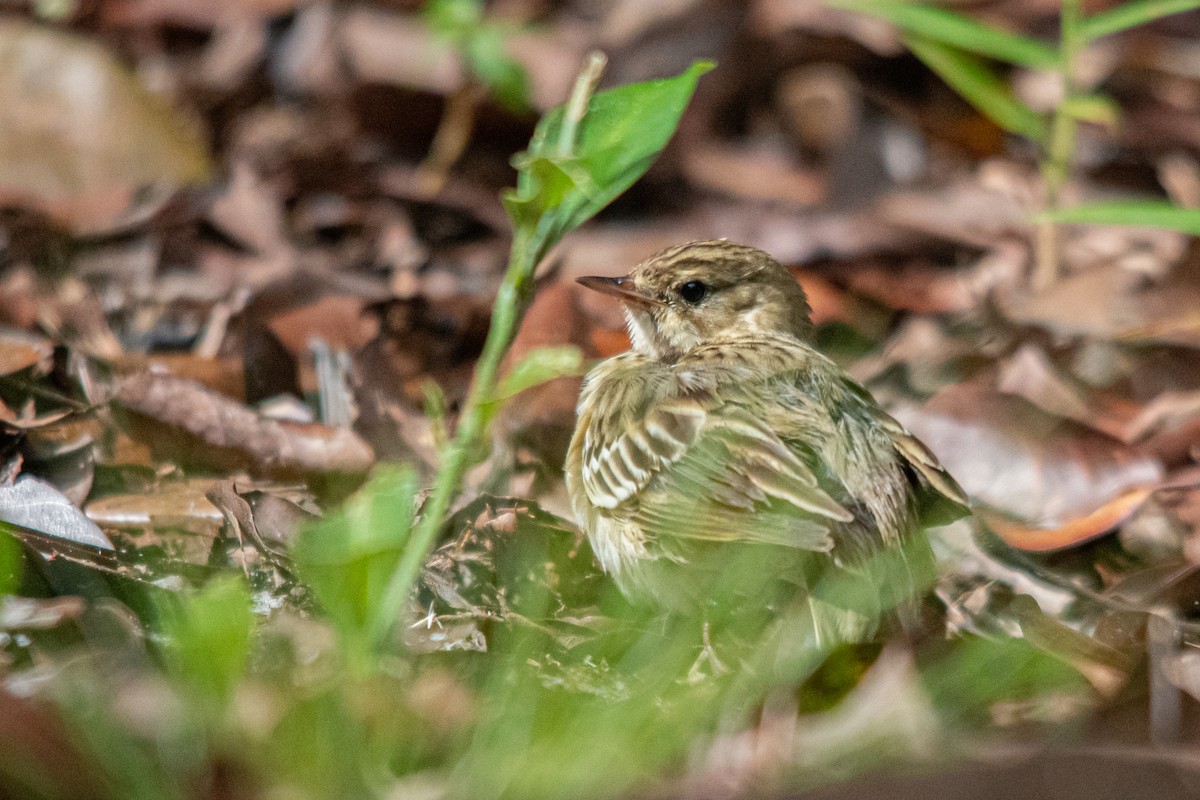 Tree Pipit - ML627456990