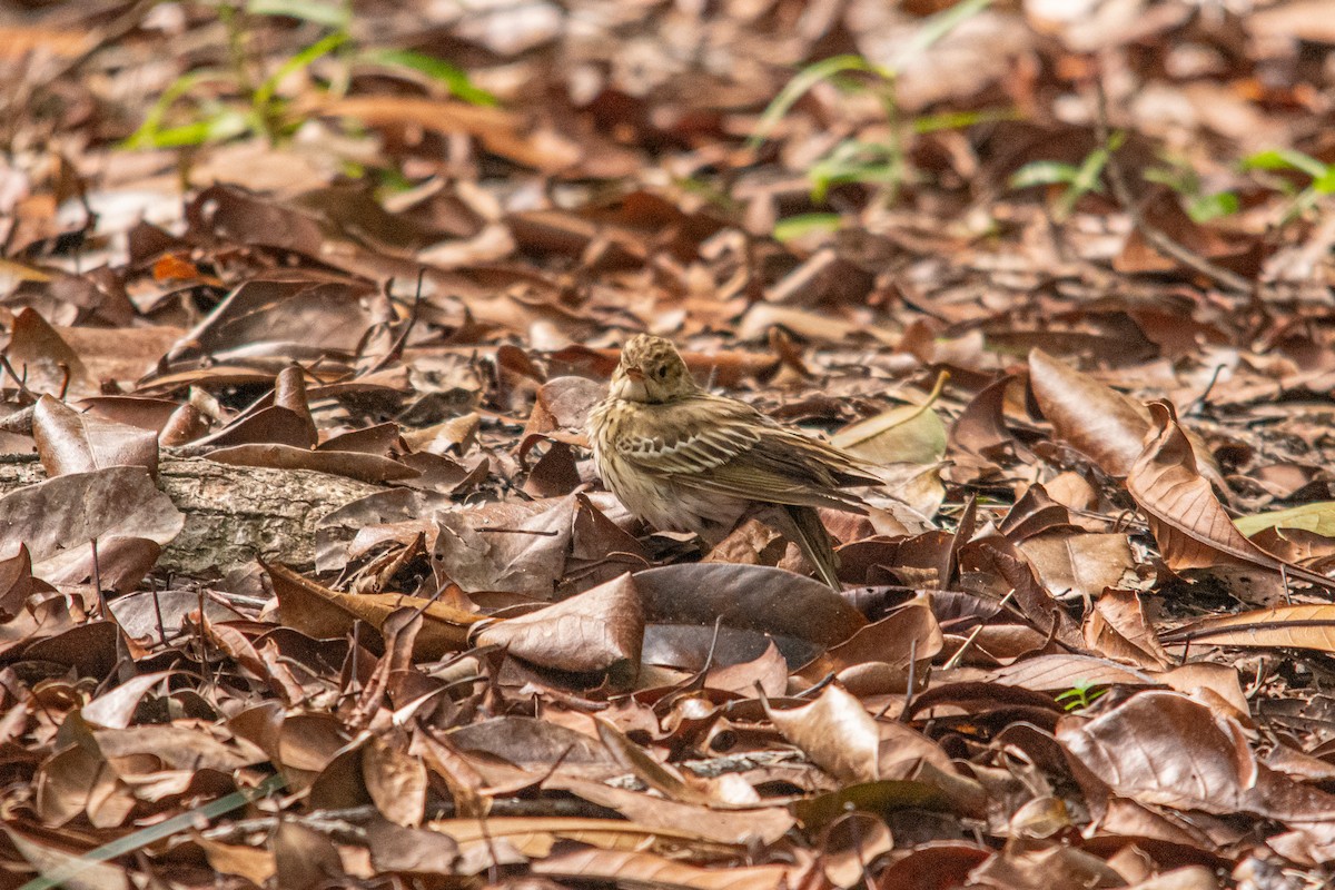 Tree Pipit - ML627456991