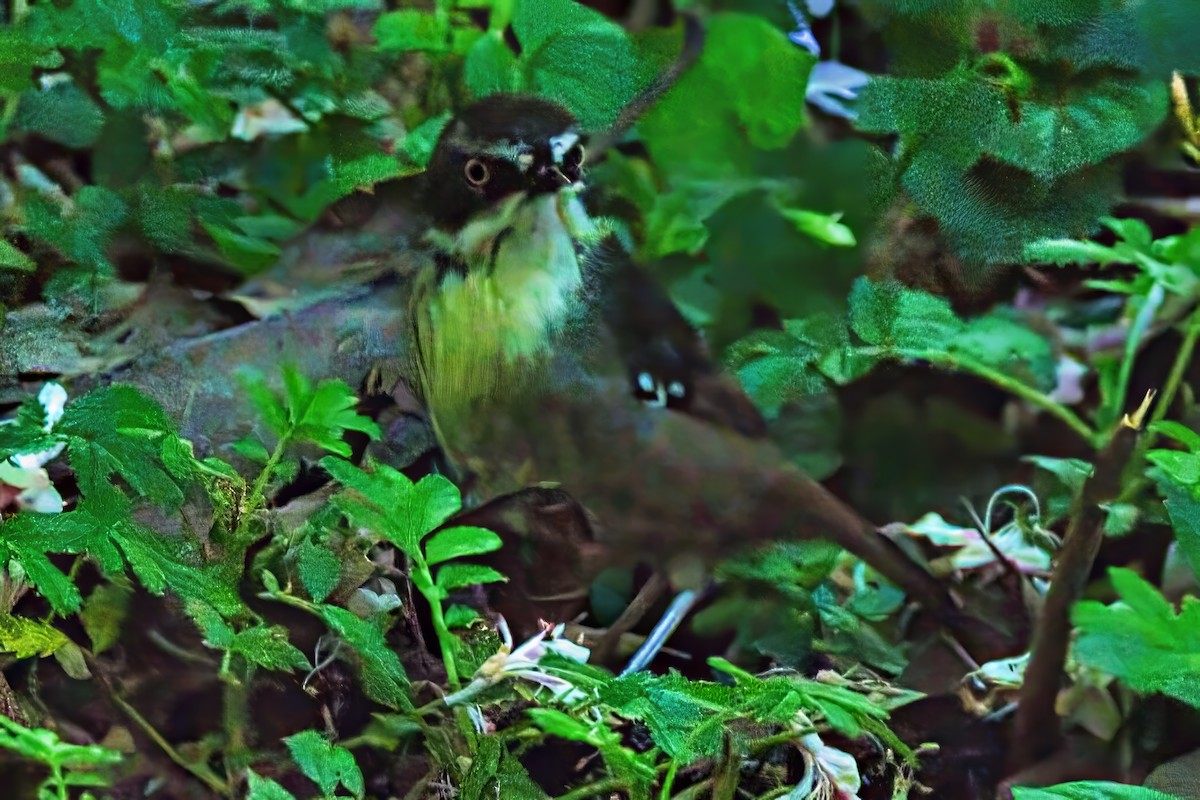 White-browed Scrubwren (White-browed) - ML627457021