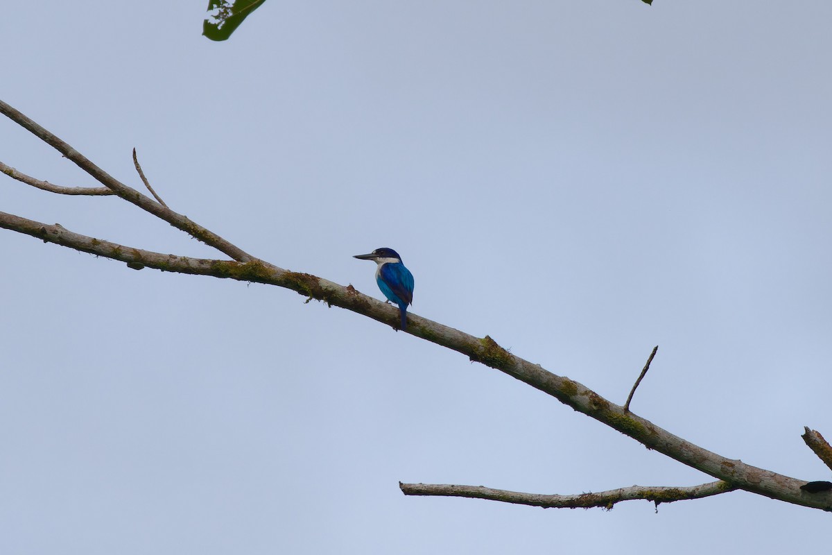 Lazuli Kingfisher - ML627457064