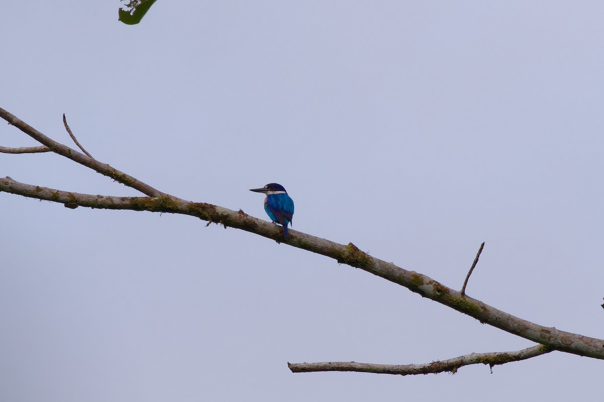 Lazuli Kingfisher - ML627457065