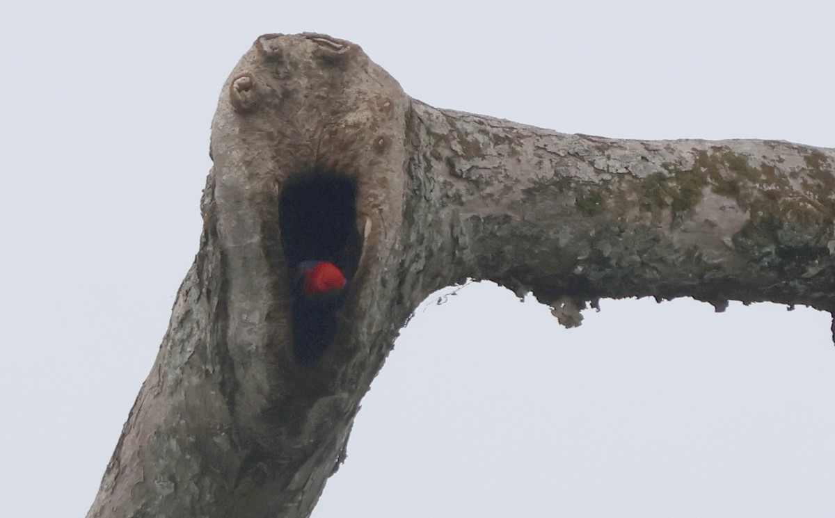 Papuan Eclectus - ML627457078