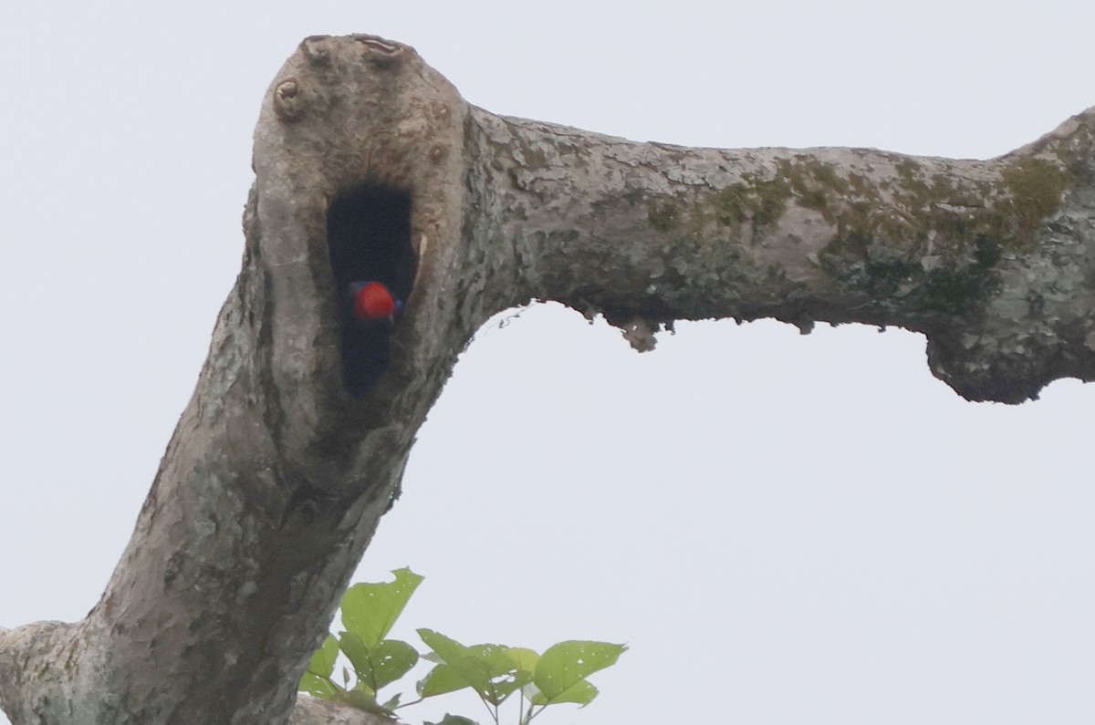 Papuan Eclectus - ML627457079