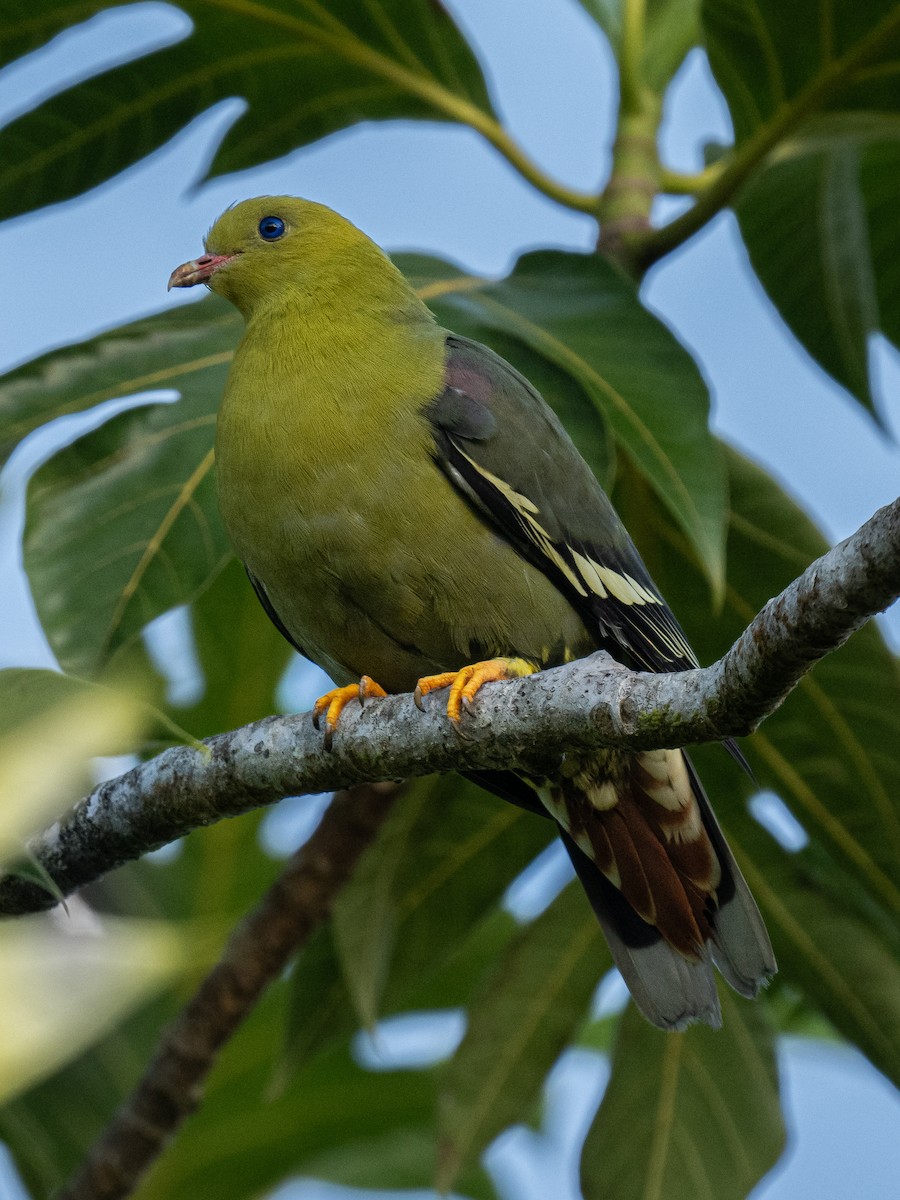 Madagascar Green-Pigeon - ML627457091