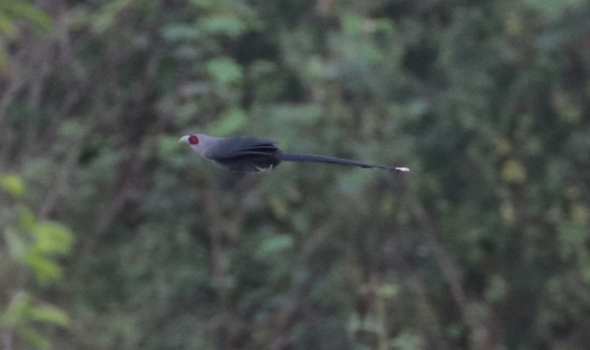 Green-billed Malkoha - ML627457101