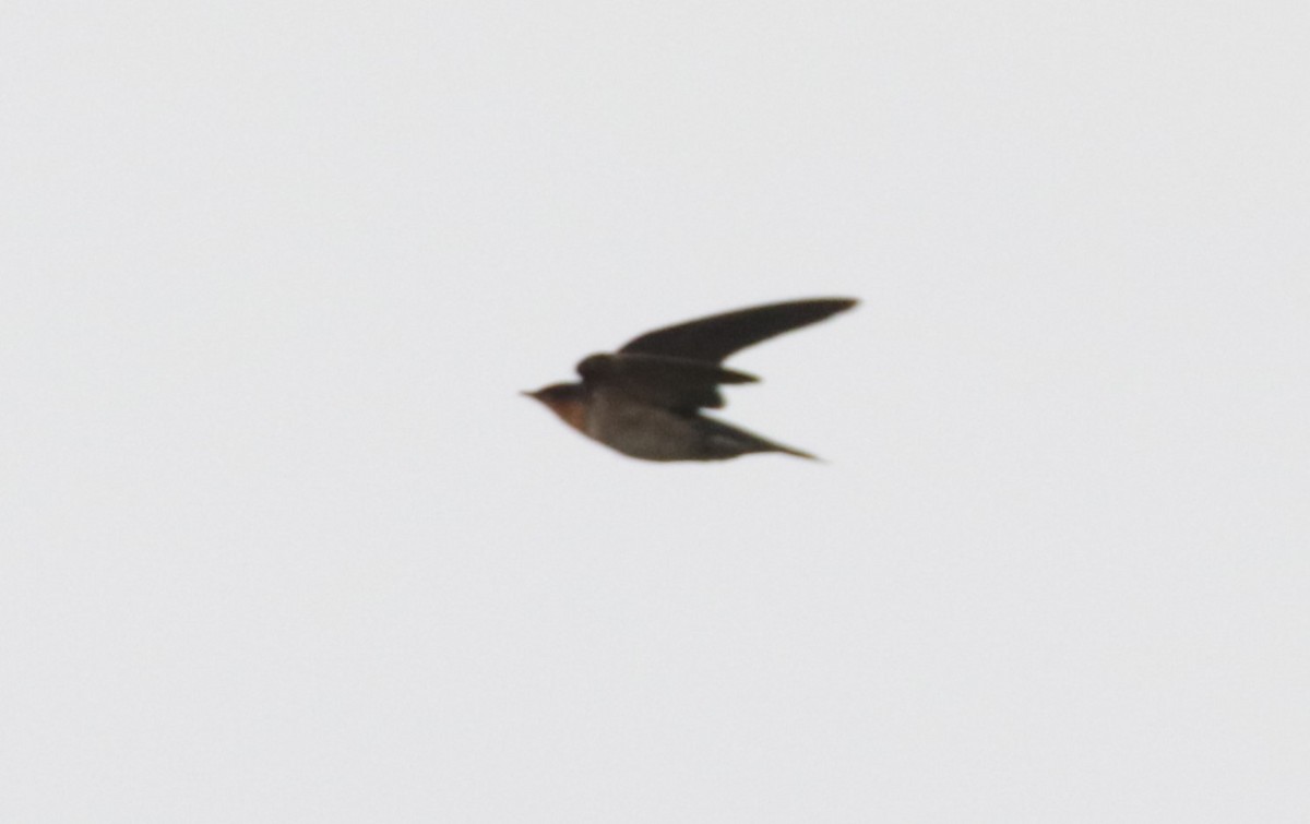 Pacific Swallow - ML627457120