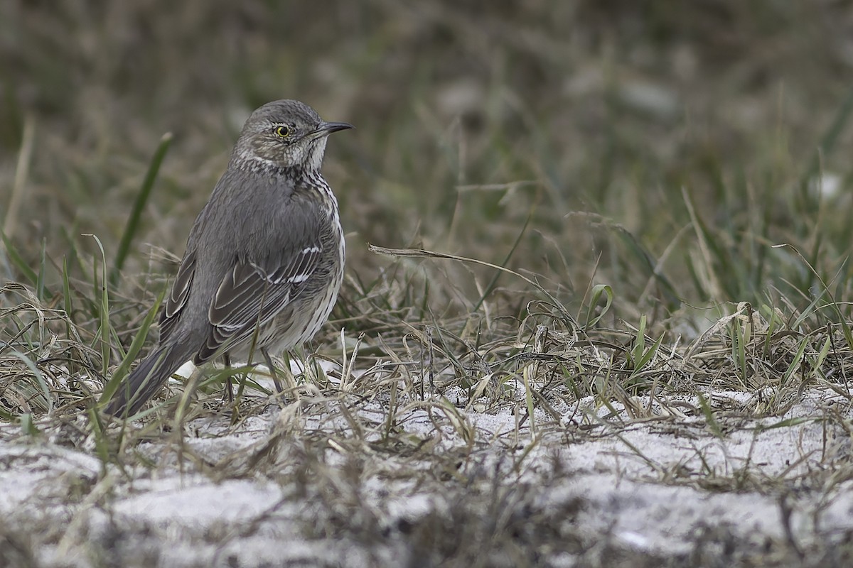 Sage Thrasher - ML627457137