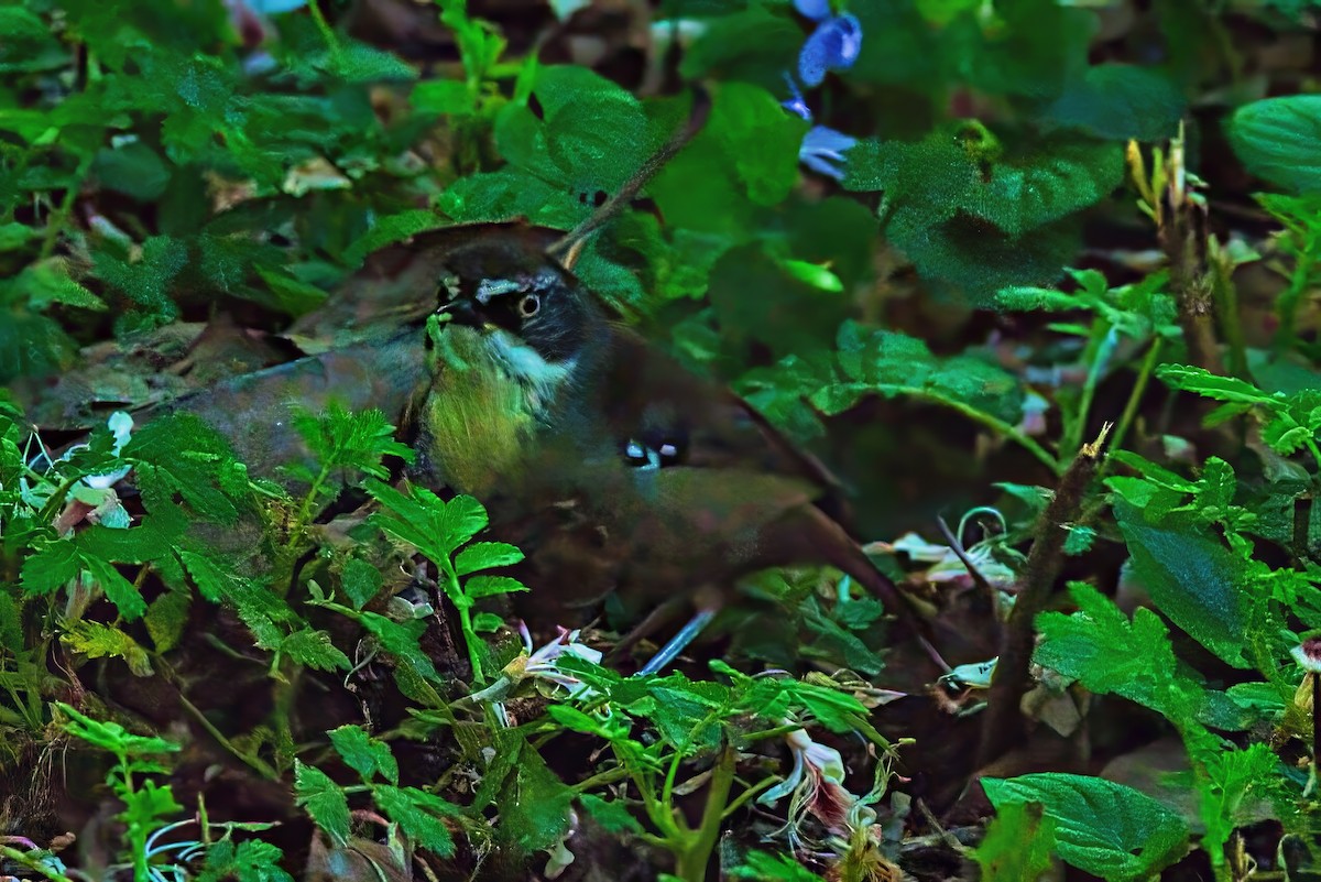 White-browed Scrubwren (White-browed) - ML627457147