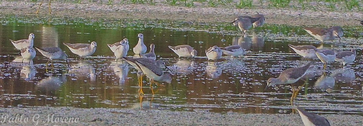 Wilson's Phalarope - ML627457291