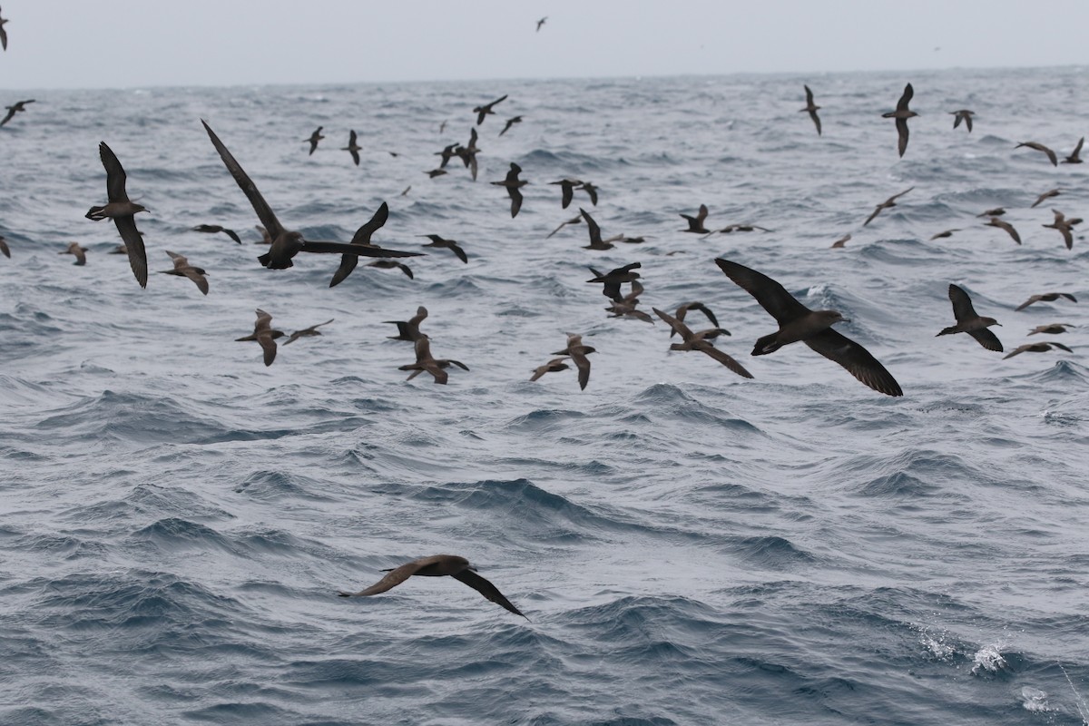 Wedge-tailed Shearwater - ML627457301