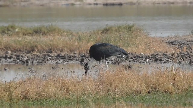 Asian Woolly-necked Stork - ML627457324
