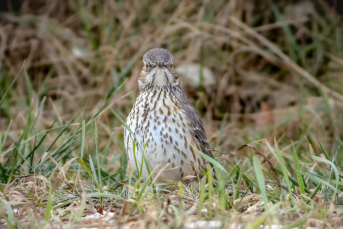 Sage Thrasher - ML627457347