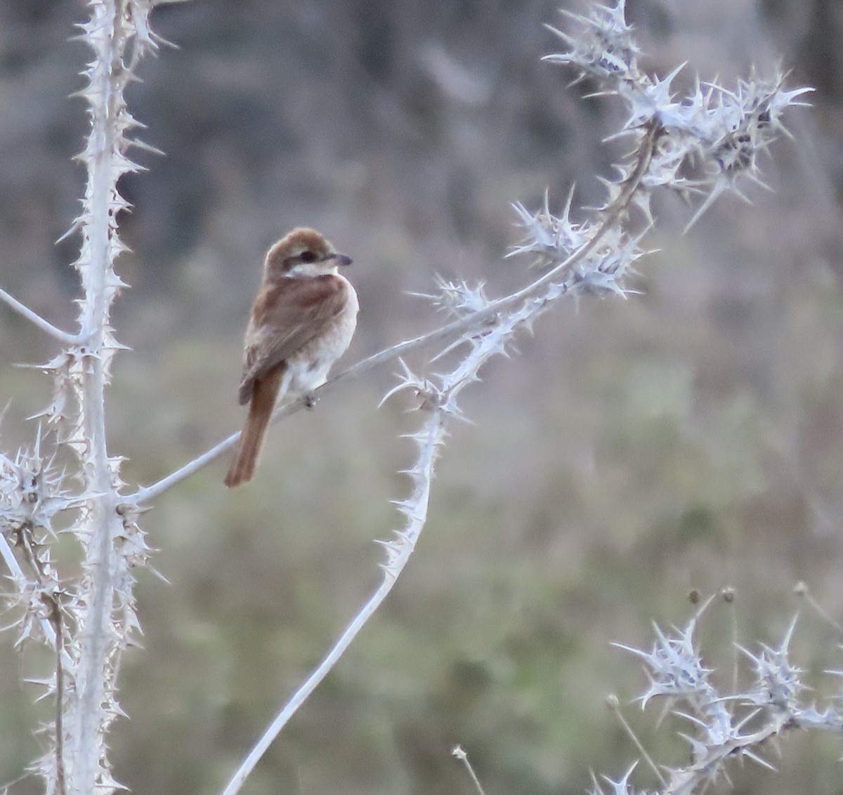 Red-backed Shrike - ML627457357