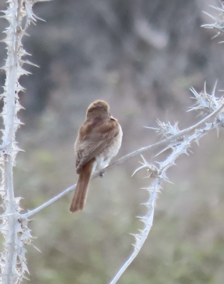 Red-backed Shrike - ML627457358