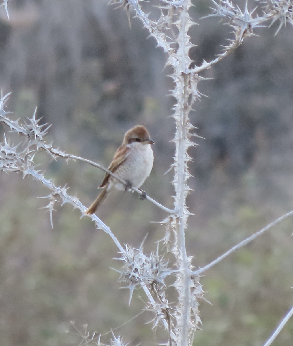 Red-backed Shrike - ML627457359