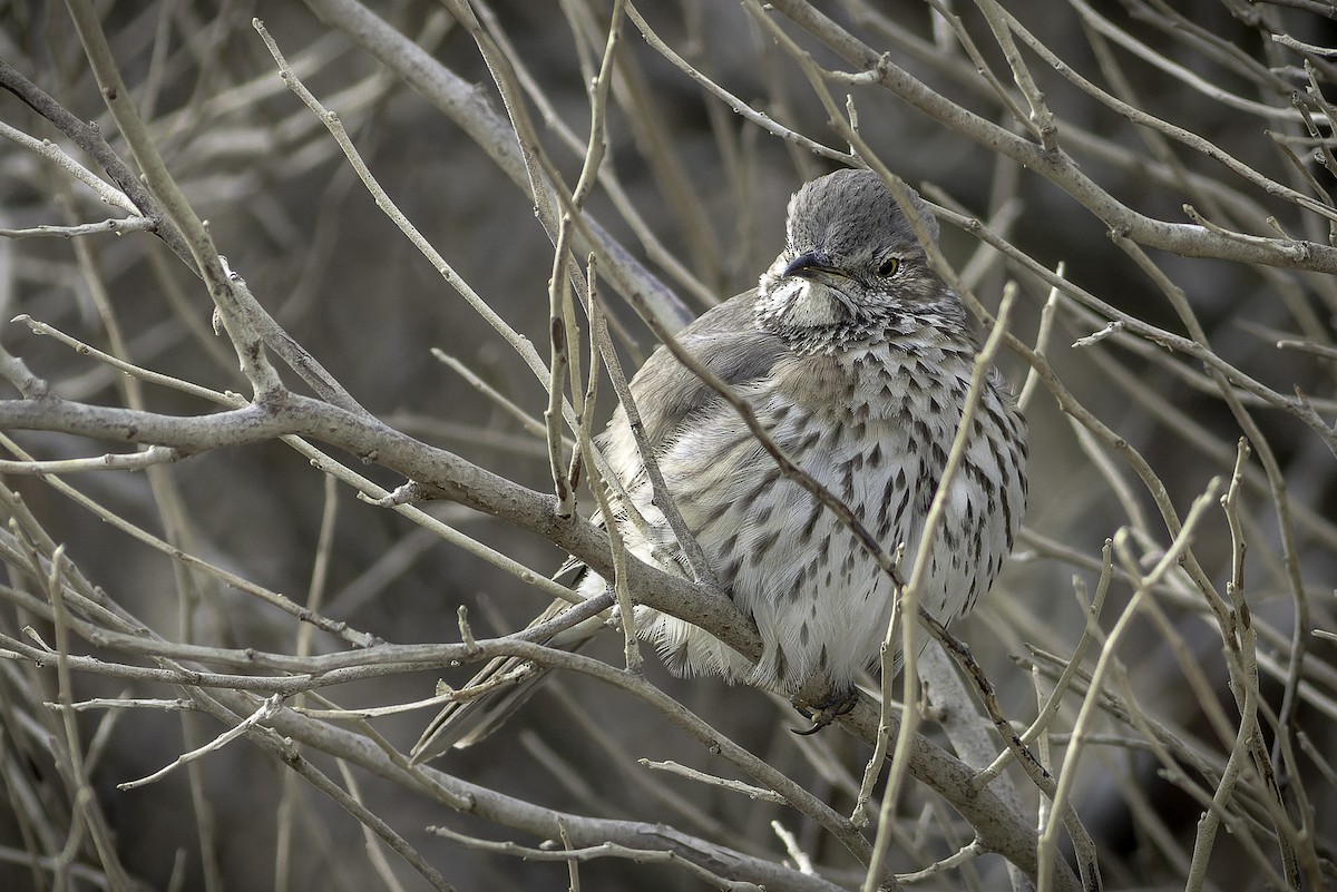 Sage Thrasher - ML627457363