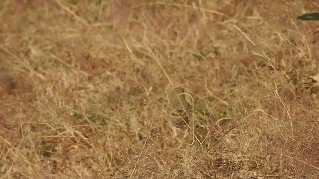 Paddyfield Pipit - ML627457445