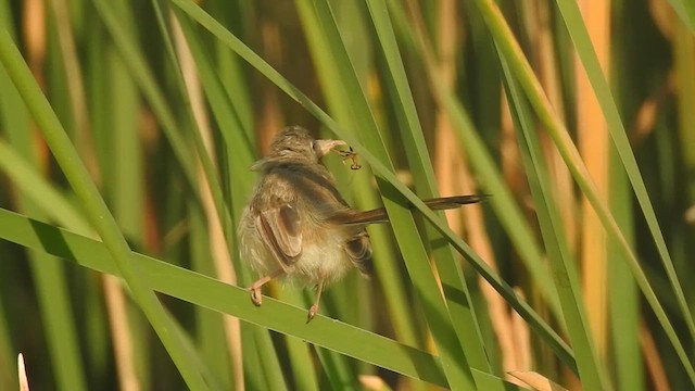 Plain Prinia - ML627457469