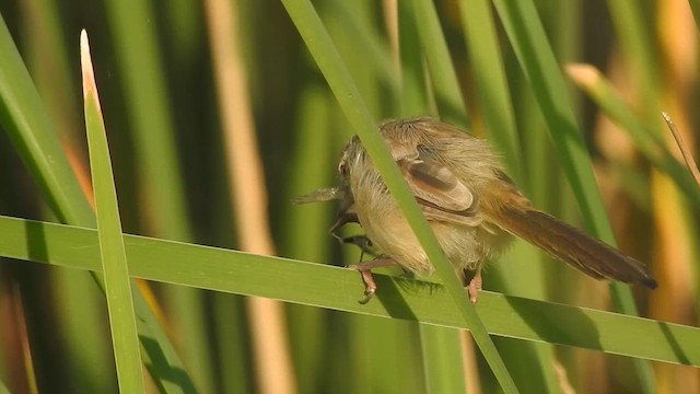 Plain Prinia - ML627457470