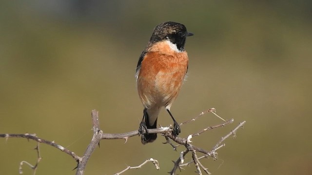 Tarier de Sibérie - ML627457603