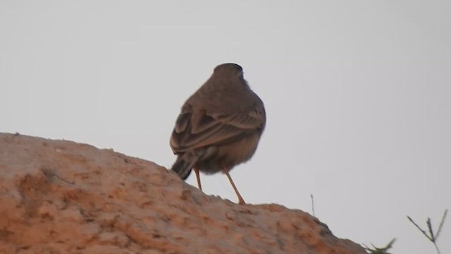 Long-billed Pipit - ML627457656