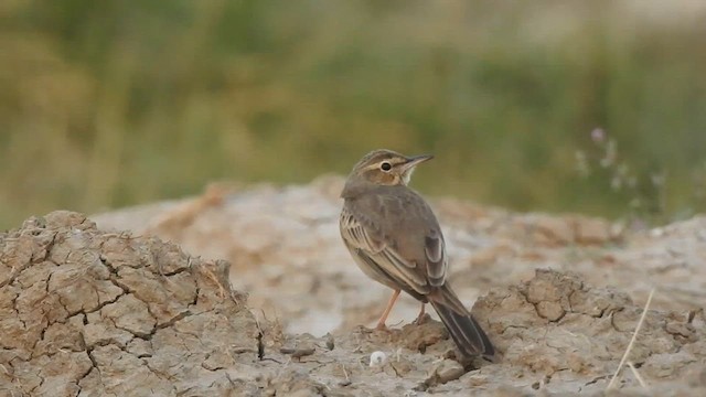 Long-billed Pipit - ML627457658