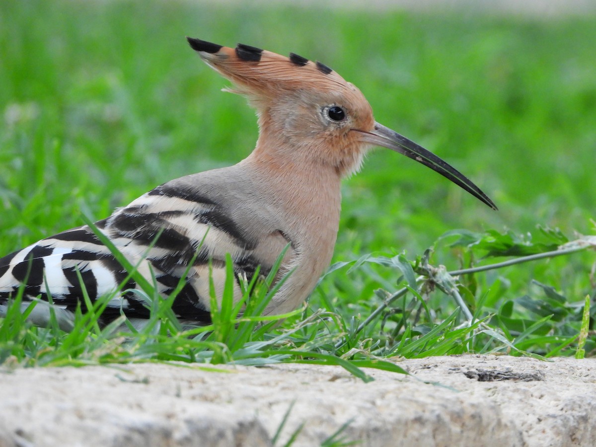 Eurasian Hoopoe - ML627457786